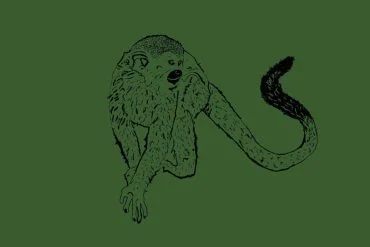 SAPOCAYA lance "Floresta", premier extrait afro-jazz brésilien 3 SAPOCAYA lance "Floresta", premier extrait afro-jazz brésilien